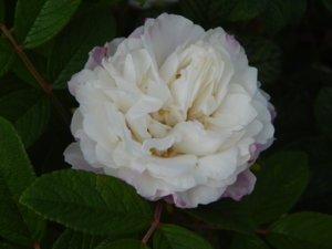 DSCN0744.JPG