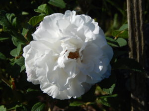 DSCN0855.JPG
