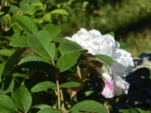DSCN0857.JPG
