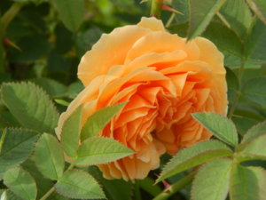 DSCN0643.JPG