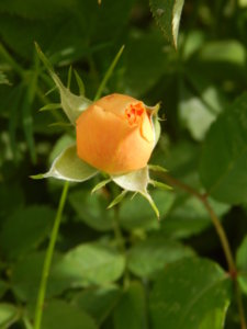 DSCN0645.JPG
