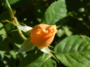 DSCN0926.JPG