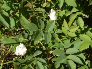 DSCN0927.JPG