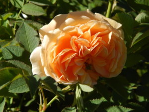 DSCN0928.JPG