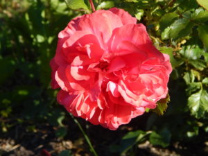 DSCN0840.JPG