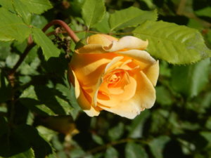 DSCN0987.JPG