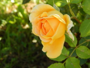 DSCN0988.JPG