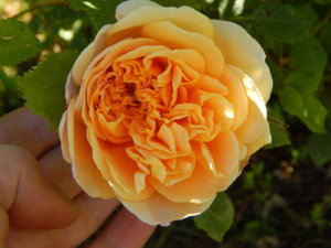 DSCN0989.JPG