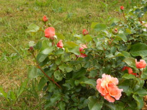 DSCN0746.JPG