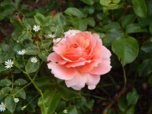 DSCN0747.JPG