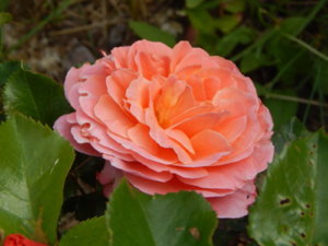 DSCN0748.JPG