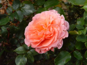 DSCN0749.JPG