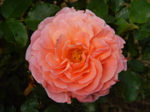 DSCN0750.JPG