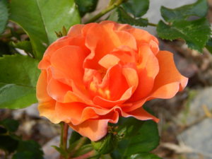 DSCN0782.JPG