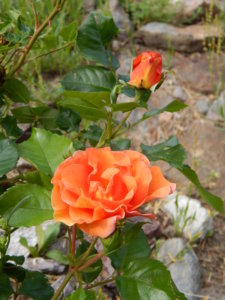 DSCN0783.JPG