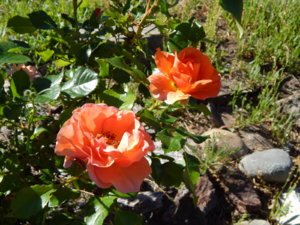 DSCN0946.JPG