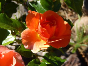 DSCN0947.JPG