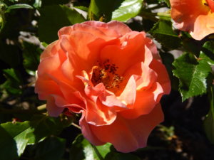 DSCN0948.JPG