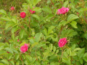 DSCN0735.JPG