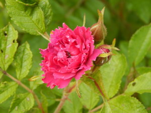 DSCN0736.JPG