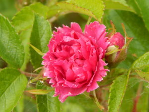 DSCN0737.JPG