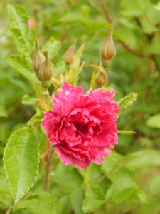 DSCN0738.JPG