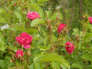 DSCN0739.JPG