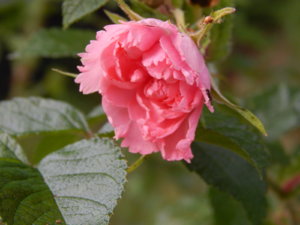 DSCN0785.JPG