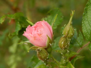 DSCN0786.JPG