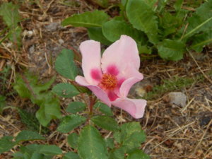 DSCN0773.JPG