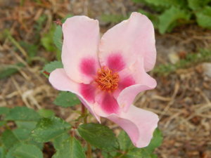 DSCN0774.JPG
