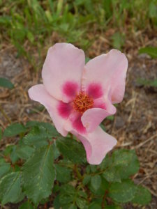 DSCN0777.JPG