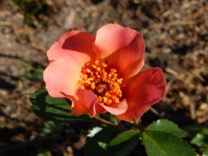 DSCN0845.JPG