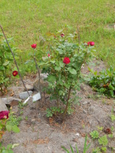 DSCN0793.JPG
