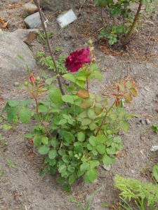 DSCN0794.JPG