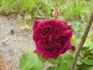 DSCN0795.JPG