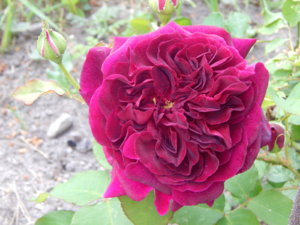 DSCN0796.JPG