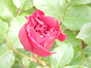 DSCN0798.JPG