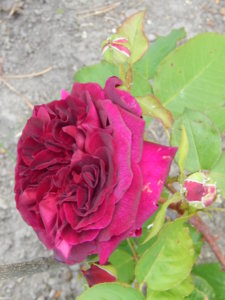 DSCN0799.JPG
