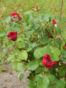 DSCN0804.JPG