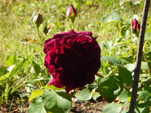 DSCN0932.JPG