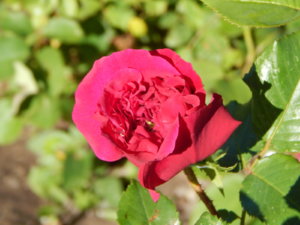 DSCN0935.JPG