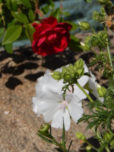 DSCN0930.JPG