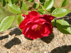 DSCN0931.JPG