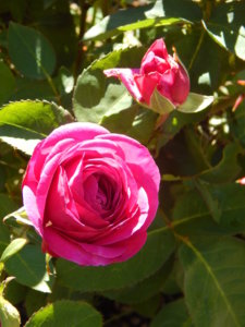 DSCN0950.JPG