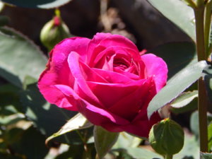 DSCN0951.JPG