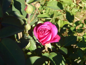 DSCN0992.JPG