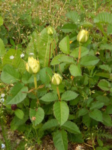 DSCN0732.JPG