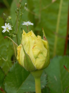 DSCN0733.JPG