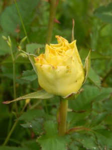 DSCN0734.JPG